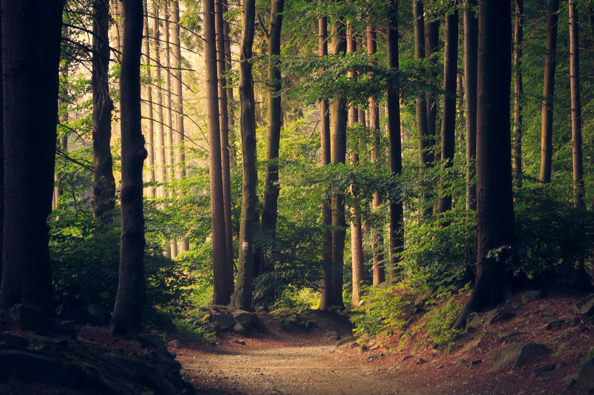 Sunlight filtering through a forest of tall trees